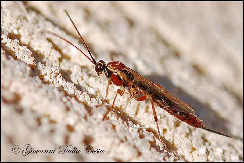 Tromatobia lineatoria (Ichneumonidae)